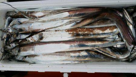 オーフリー 釣果