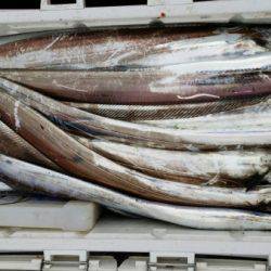 オーフリー 釣果