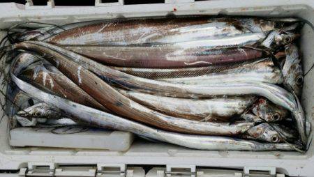 オーフリー 釣果