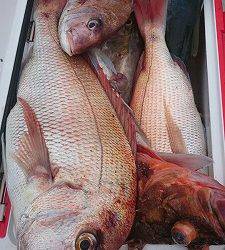 海龍丸(福岡) 釣果