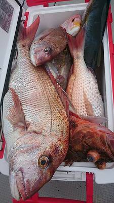 海龍丸(福岡) 釣果