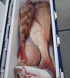 海龍丸(福岡) 釣果