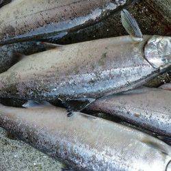 みどりフィッシングエリア 釣果