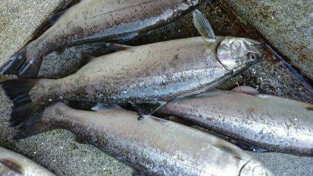 みどりフィッシングエリア 釣果