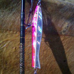 ファイヤードルフィン 釣果