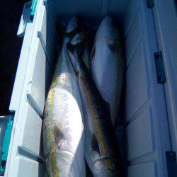 ファイヤードルフィン 釣果