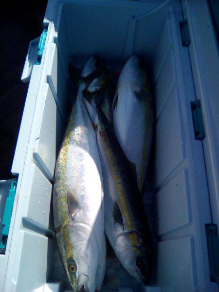 ファイヤードルフィン 釣果