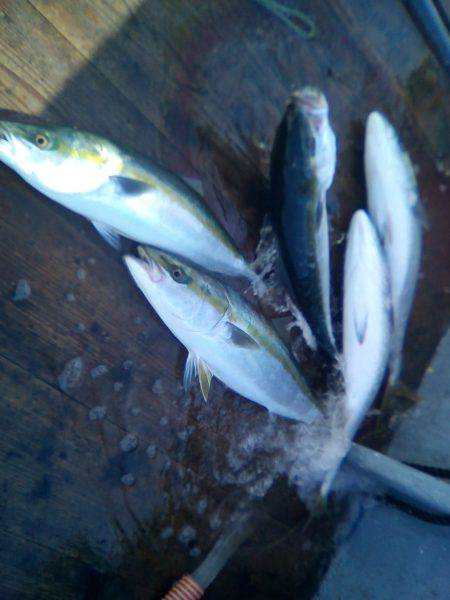 ファイヤードルフィン 釣果