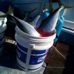 ファイヤードルフィン 釣果