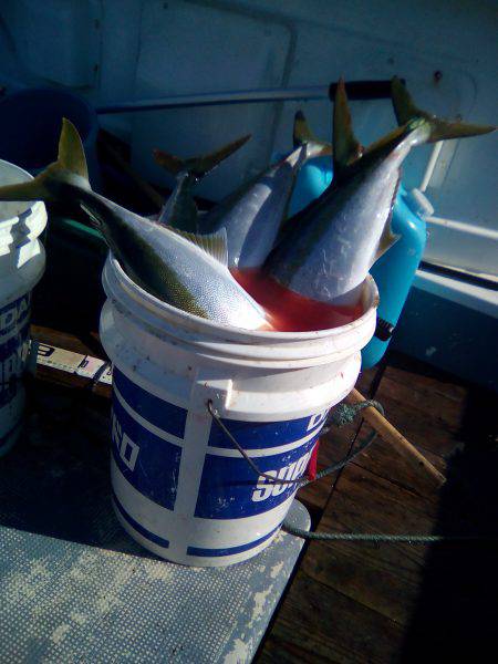 ファイヤードルフィン 釣果