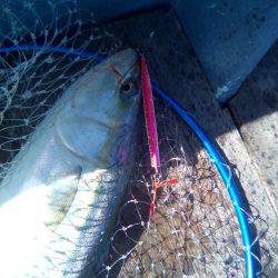 ファイヤードルフィン 釣果