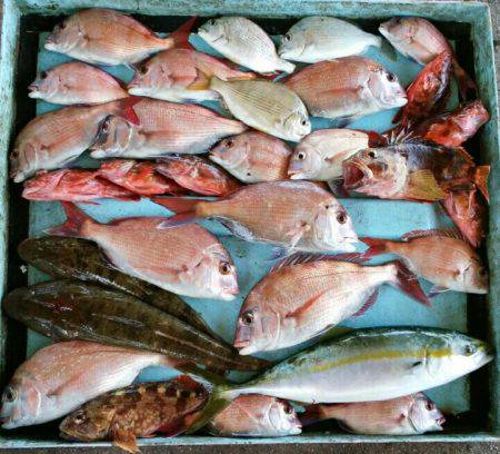 明神釣船 釣果