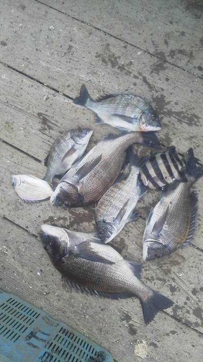 旭星釣りセンター 釣果