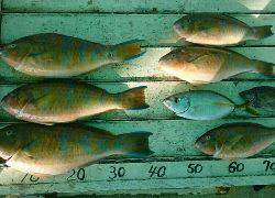 本部釣りイカダ 釣果