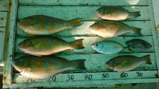 本部釣りイカダ 釣果