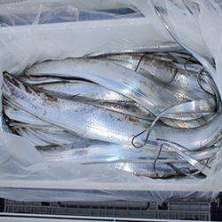 松本釣船２ 釣果