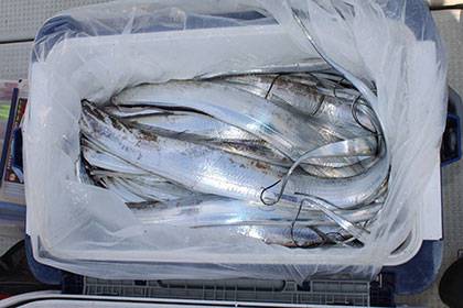 松本釣船２ 釣果