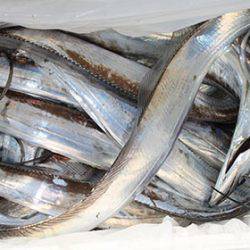 松本釣船２ 釣果