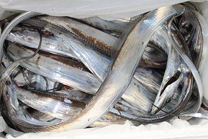 松本釣船２ 釣果