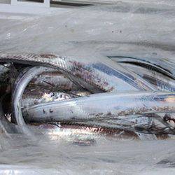 松本釣船２ 釣果