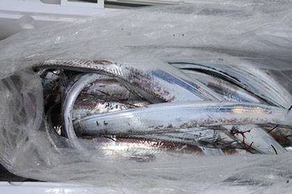 松本釣船２ 釣果