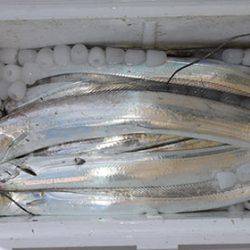 松本釣船２ 釣果