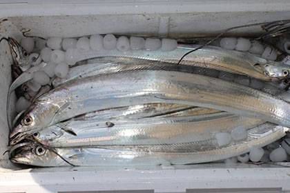 松本釣船２ 釣果