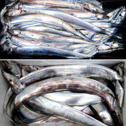 来温丸(らいおんまる) 釣果