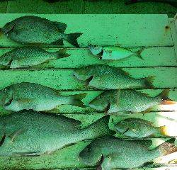 本部釣りイカダ 釣果