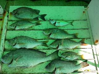 本部釣りイカダ 釣果