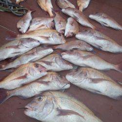 飛燕さくら丸 釣果