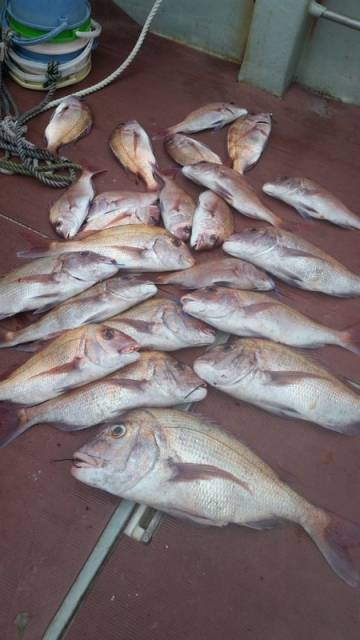 飛燕さくら丸 釣果