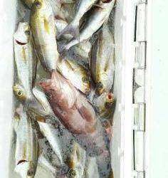 長栄丸(静岡) 釣果