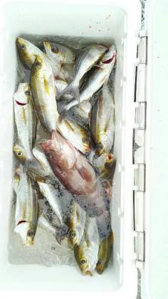 長栄丸(静岡) 釣果