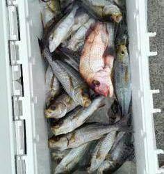 長栄丸(静岡) 釣果