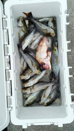 長栄丸(静岡) 釣果