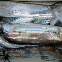 オーフリー 釣果