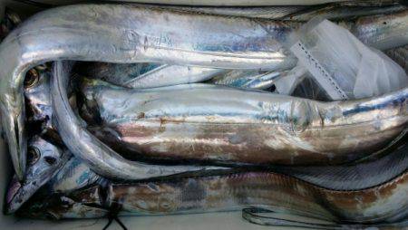 オーフリー 釣果