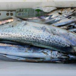 オーフリー 釣果