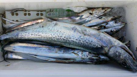 オーフリー 釣果