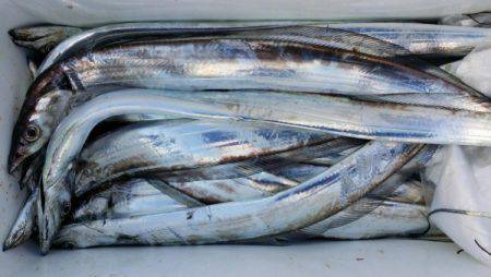 オーフリー 釣果