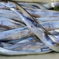 オーフリー 釣果