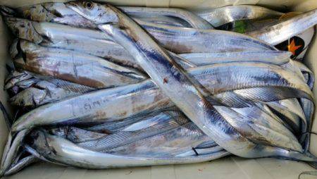 オーフリー 釣果