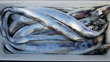 オーフリー 釣果