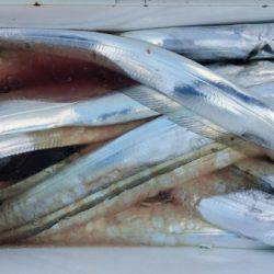 オーフリー 釣果