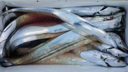 オーフリー 釣果