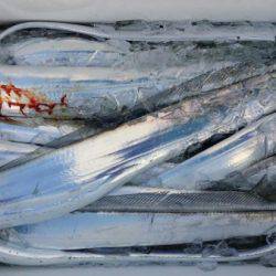 オーフリー 釣果