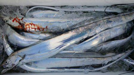 オーフリー 釣果