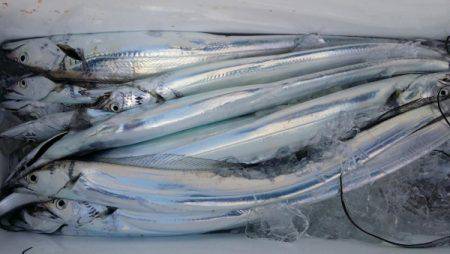 オーフリー 釣果