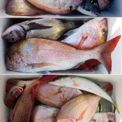 来温丸(らいおんまる) 釣果